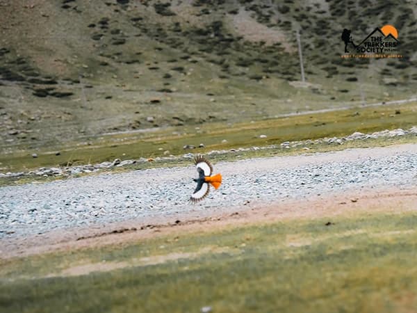 Tibet - Flora and Fauna