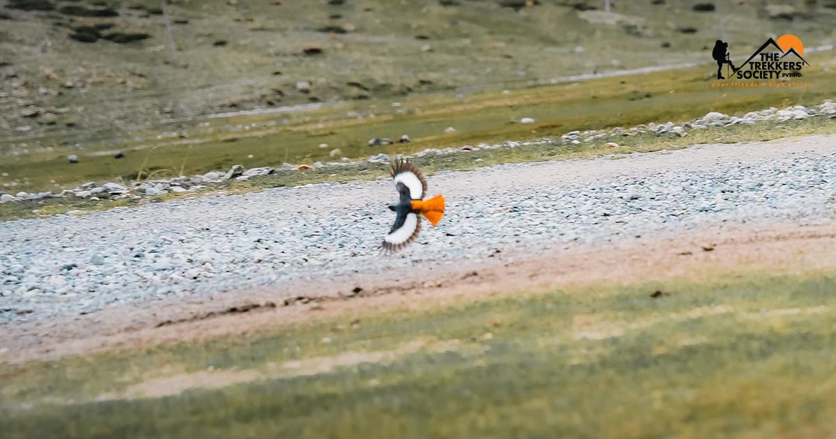 Tibet - Flora and Fauna