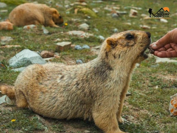 Marmot phayul