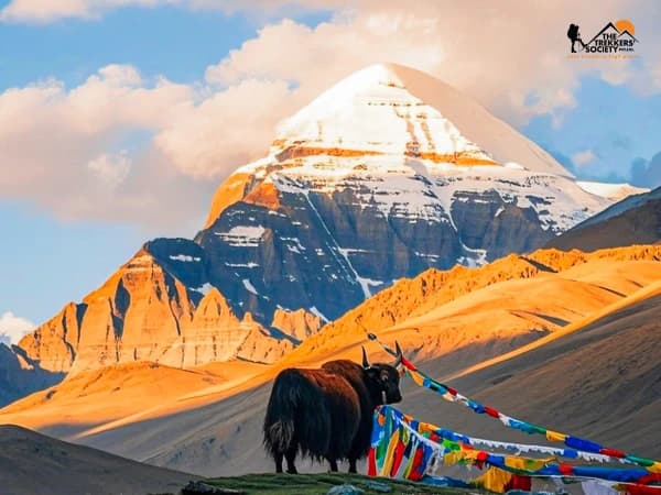 Mount kailash tibetian yak