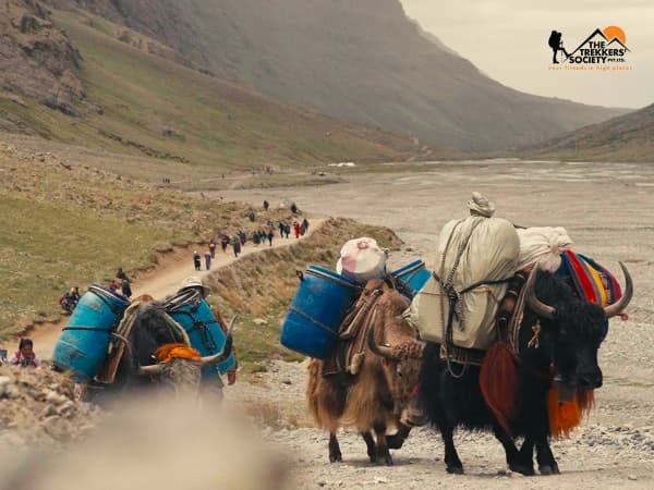 Tibetian yak in kailash